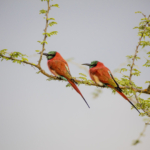 Northern Carmine Bee-Eaters