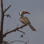 Red-Billed Hornbill