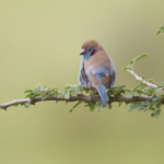 Red-Cheeked Cordon-Bleu