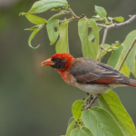 Red-Headed Weaver