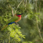 Red-Throated Bee Eater
