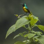 Regal Sunbird