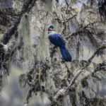 Rwenzori Turaco