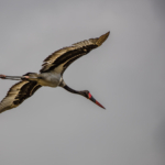 Saddle-Billed Stork