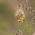 Slender-Billed Weaver