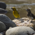 Spectacled Weaver and Common Bulbul