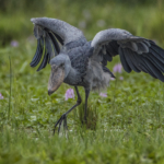 Stalking Shoebill