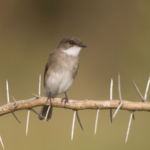 Swamp Flycatcher