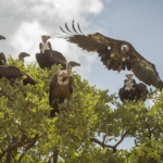 Vultures in Treetop