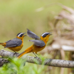 White-Browed Robin-Chats