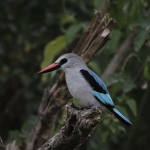 Woodland Kingfisher