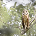 Barn Owl at Kyemihoko