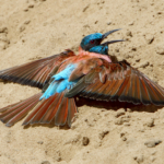 Basking Bee Eater