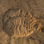 Elephant Footprint