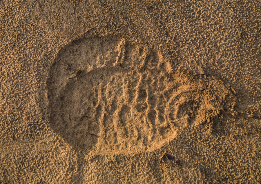 Elephant Footprint | Steve Russell Gallery