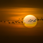 Pian Egrets