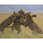 Playful Lions