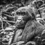 Silverback – Bwindi