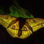 Sipi Falls Moth