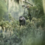 Rwenzori Blue Monkey