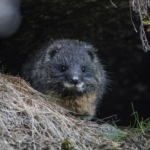 Rwenzori Tree Hyrax