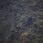 Crowned Hawk Eagle