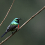 Rwenzori Double-Collared Sunbird