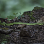 Great Lakes Bush Viper