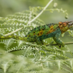 Johnston’s Three-Horned Chameleon