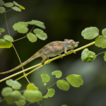 Juvenile Strange-Horned Chameleon