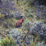 Pregnant Rwenzori Duiker