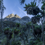 Freezing Forest of Giant Groundsel