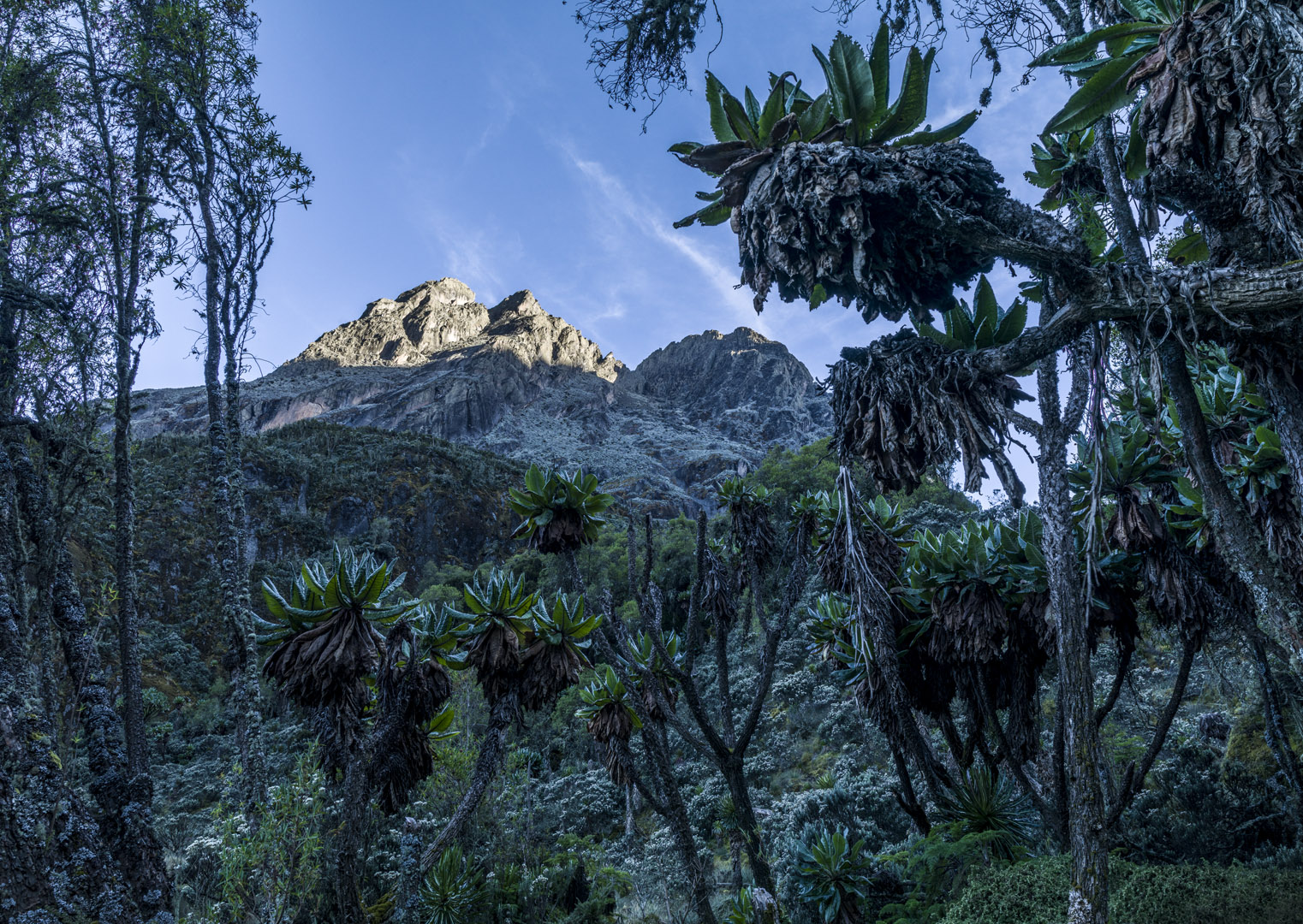 Image of Giant groundsel forest