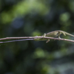 Balancing Rwenzori Side-Striped Chameleon
