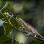 Ballistically Projecting Rwenzori Side-Striped Chameleon