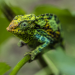 Climbing Johnston’s Three-Horned Chameleon (Female)