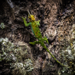 Climbing Johnston’s Three-Horned Chameleon (Male)