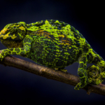 Johnston’s Three-Horned Chameleon (Female)