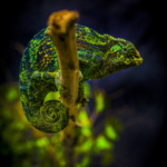 Johnston’s Three-Horned Chameleon on Branch (Female)