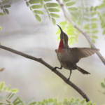 Juvenile Scarlet Chested Sunbird