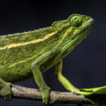 Rwenzori Montane Side-Striped Chameleon (Female)