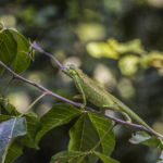 Striking Rwenzori Side-Striped Chameleon