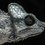 Von Höhnel’s Chameleon (Detail)