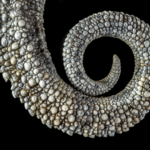 Von Höhnel’s Chameleon Tail (Detail)
