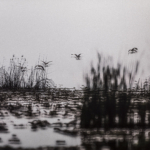 Geese over Lake Albert