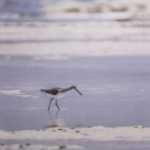 Greenshank