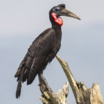 Abyssinian Ground Hornbill
