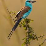 Abyssinian Roller