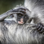 Baby Zanzibar Red Colobus