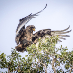 Bateleur Eagle